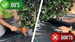 Does Landscaping Fabric Kill Trees?