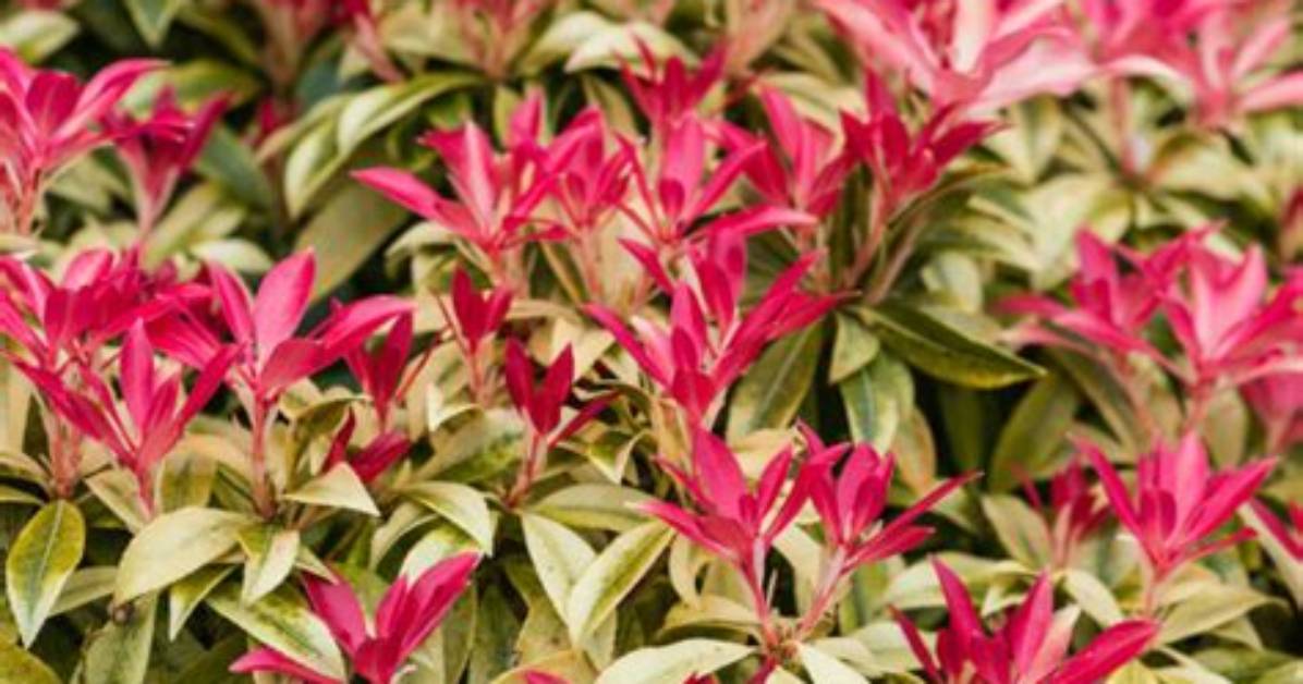 Does Pieris Need a Lot of Water?