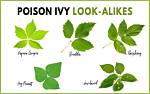 Does Poison Ivy Only Have 3 Leaves?
