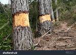 Does Stripped Tree Bark Grow Back?