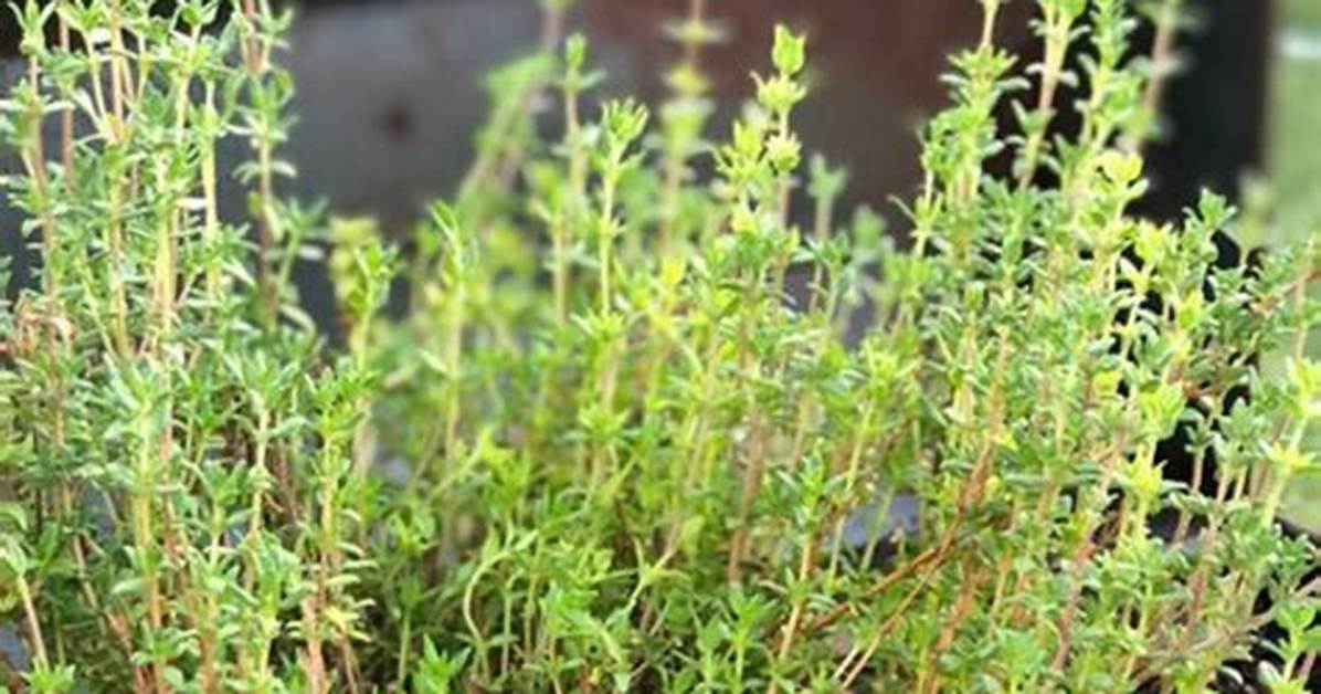 Does Thyme Grow Well in California?