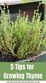 Does Thyme Grow Well in California?