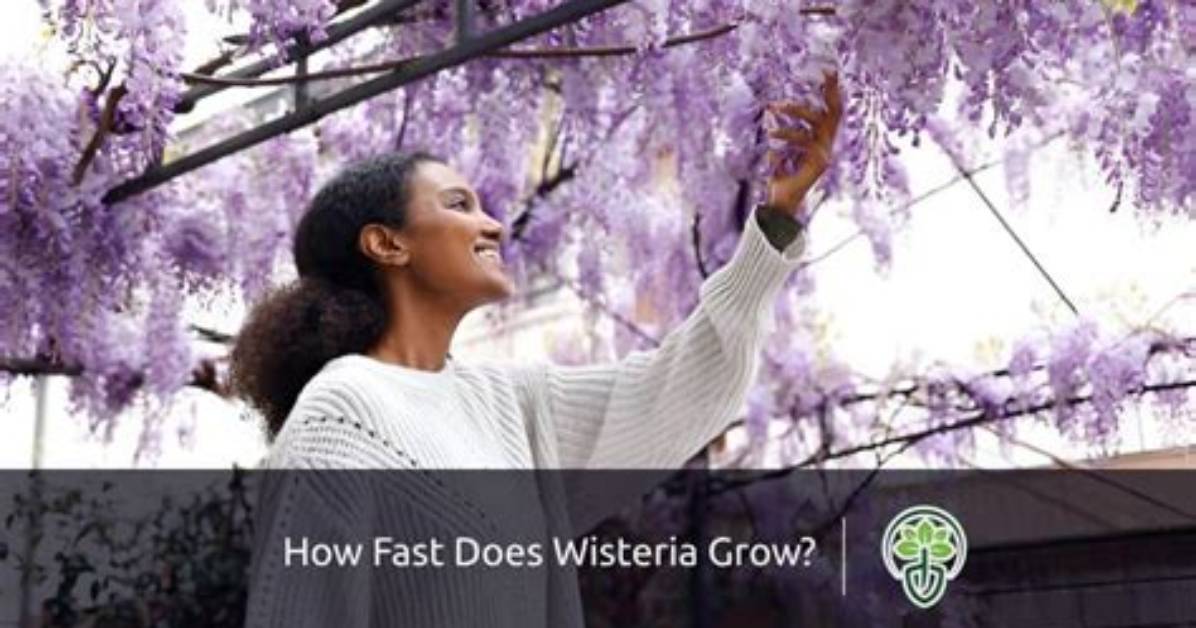 Does Wisteria Attach Itself?