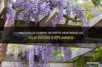 Does Wisteria Grow on Old Wood?