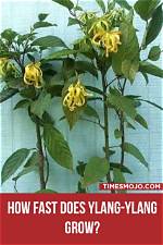 Does Ylang-Ylang Need Full Sun?