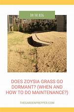 Does Zenith Zoysia Grass Go Dormant?