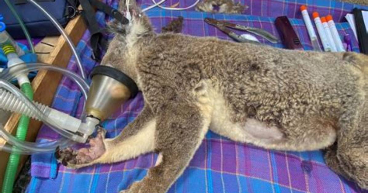 How Are Koalas Being Treated in Blue Gum Plantations?