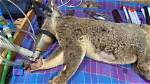 How Are Koalas Being Treated in Blue Gum Plantations?