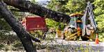 How Are Large Trees Removed?
