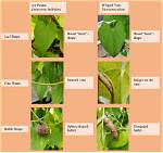 How Are the Different Types of Vines Different?