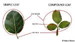 How Are the Leaves Attached to a Flower?