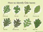 How Are the Leaves of an Oak Tree Identified?