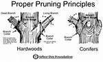 How Are Tree Pruning Techniques Used in Calgary?