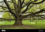How Big Are the Branches of a Cottonwood Tree?