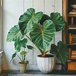 How Big Are the Leaves on a Honeysuckle Tree?