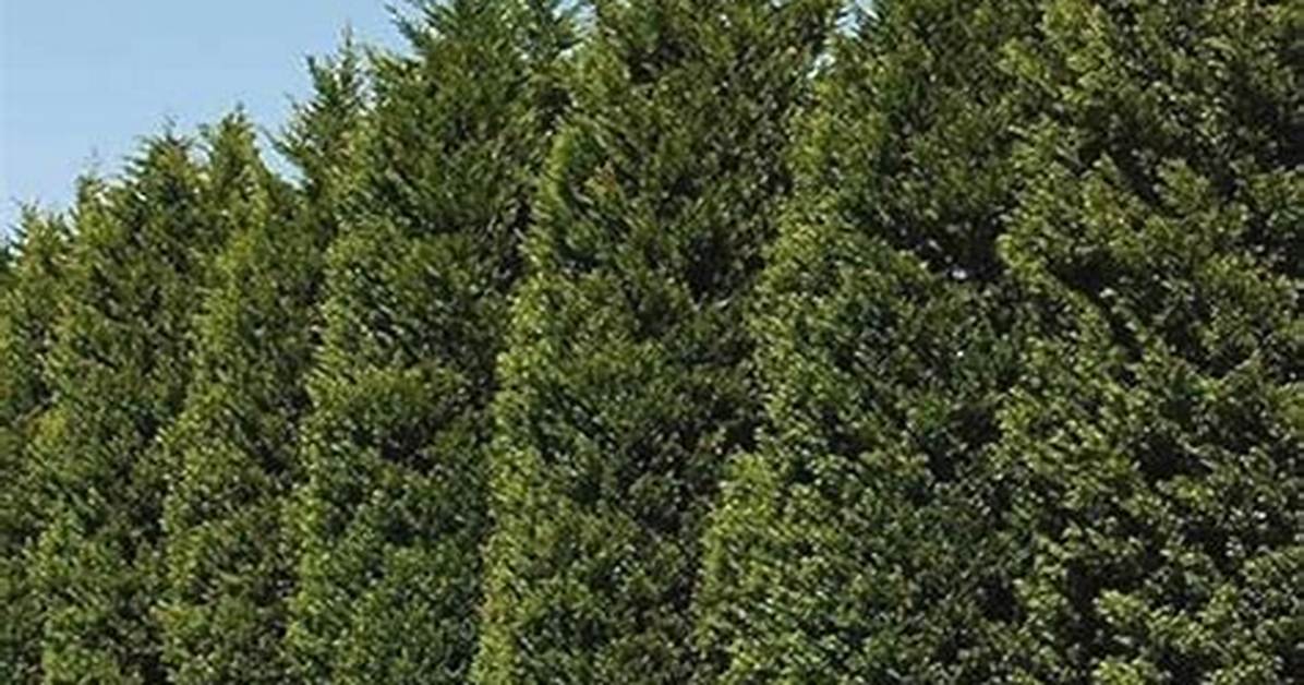 How Big Around Do Leyland Cypress Get?
