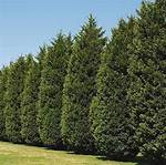 How Big Around Do Leyland Cypress Get?