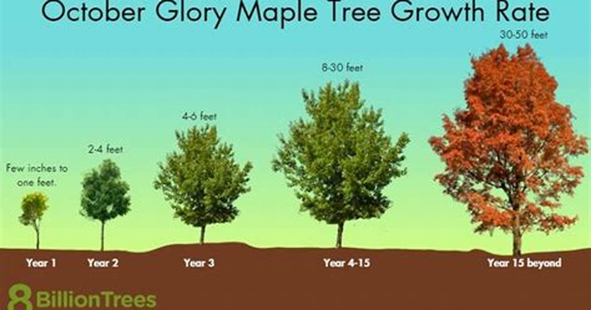How Big Do Autumn Maples Get?