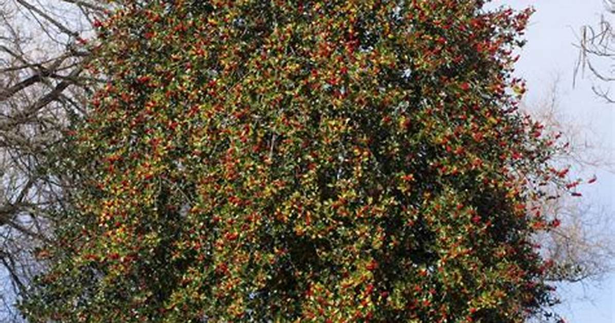 How Big Do Holly Trees Get?