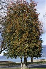 How Big Do Holly Trees Get?