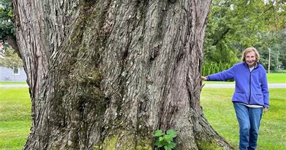 How Big Do Silver Maples Get?