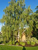 How Big Do Weeping Birch Trees Get?