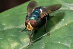 How Big Does a Blow Fly Get to Be?