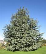 How Big Does a Blue Cedar Tree Get?