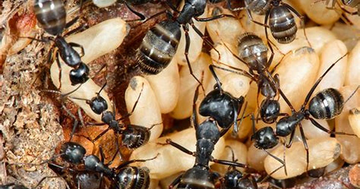 How Big Does a Carpenter Ant Colony Get?