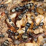 How Big Does a Carpenter Ant Colony Get?