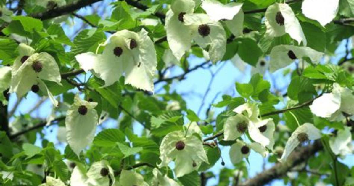 How Big Does a Davidia Involucrata Tree Get?