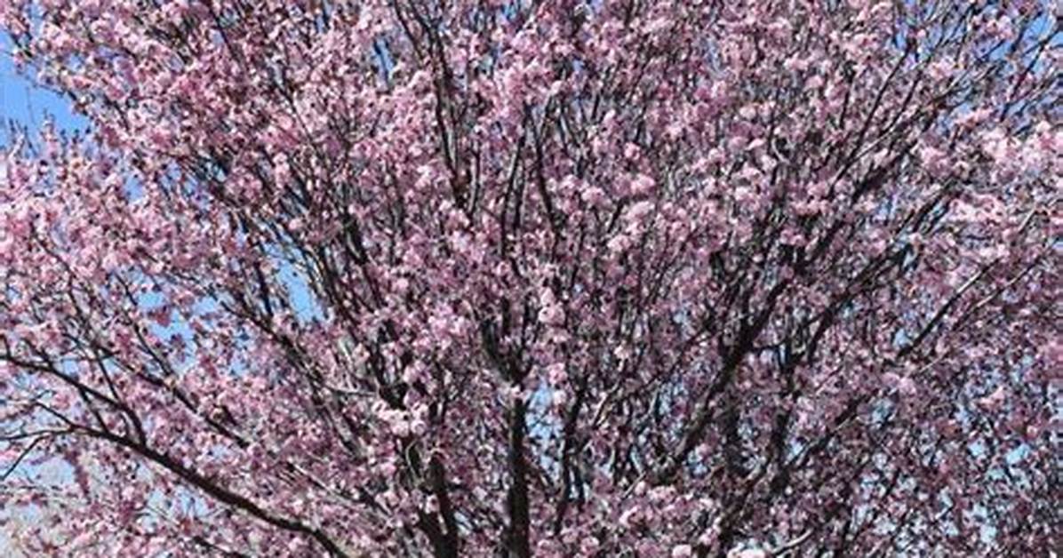 How Big Does a Flowering Plum Tree Get?