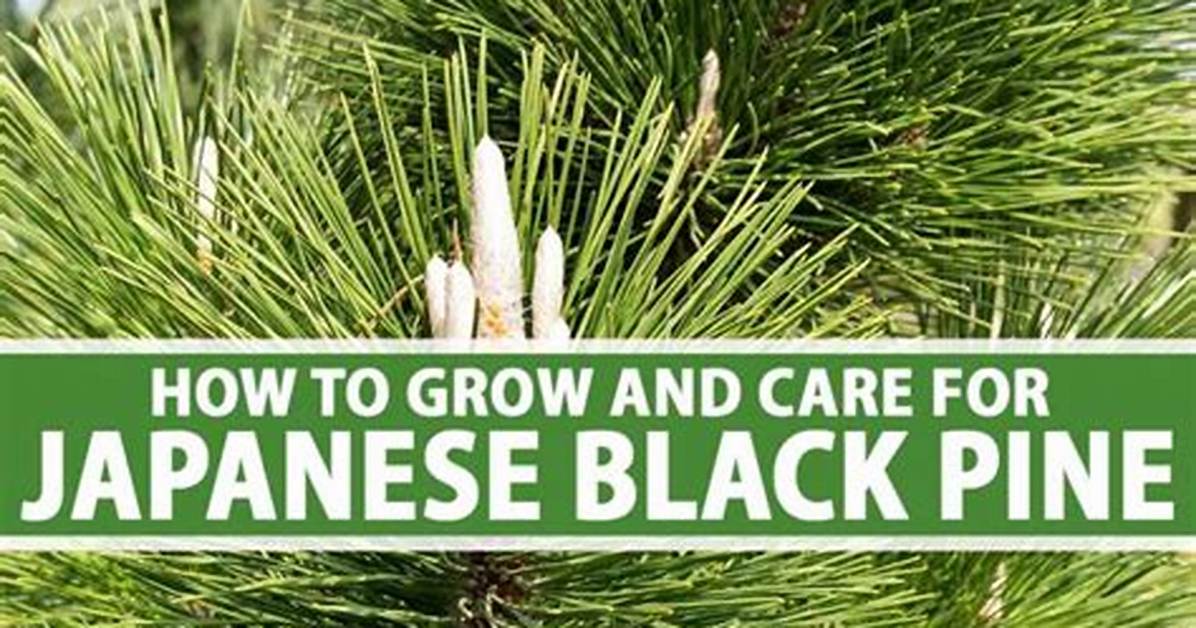 How Big Does a Japanese Black Pine Grow?
