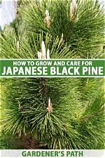 How Big Does a Japanese Black Pine Grow?