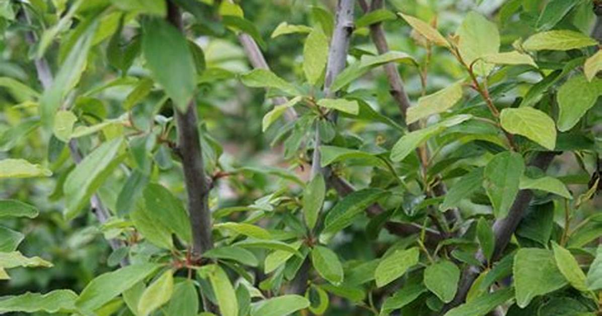 How Big Does a Mount Royal Plum Tree Get?
