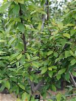 How Big Does a Mount Royal Plum Tree Get?