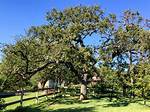 How Big Does a Post Oak Tree Get?