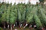How Big Does a Real Christmas Tree Have to Be?