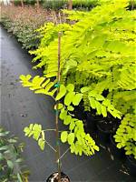 How Big Does a Robinia Frisia Grow?