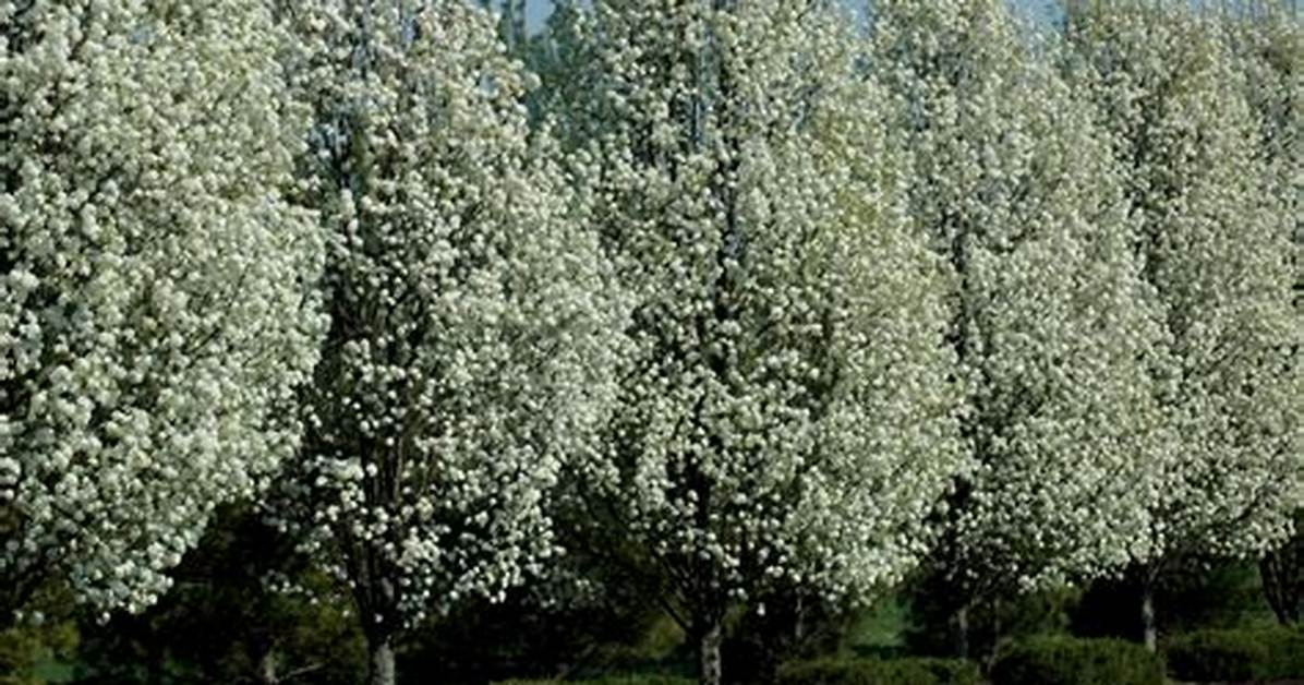 How Big Does an Ornamental Pear Tree Get?