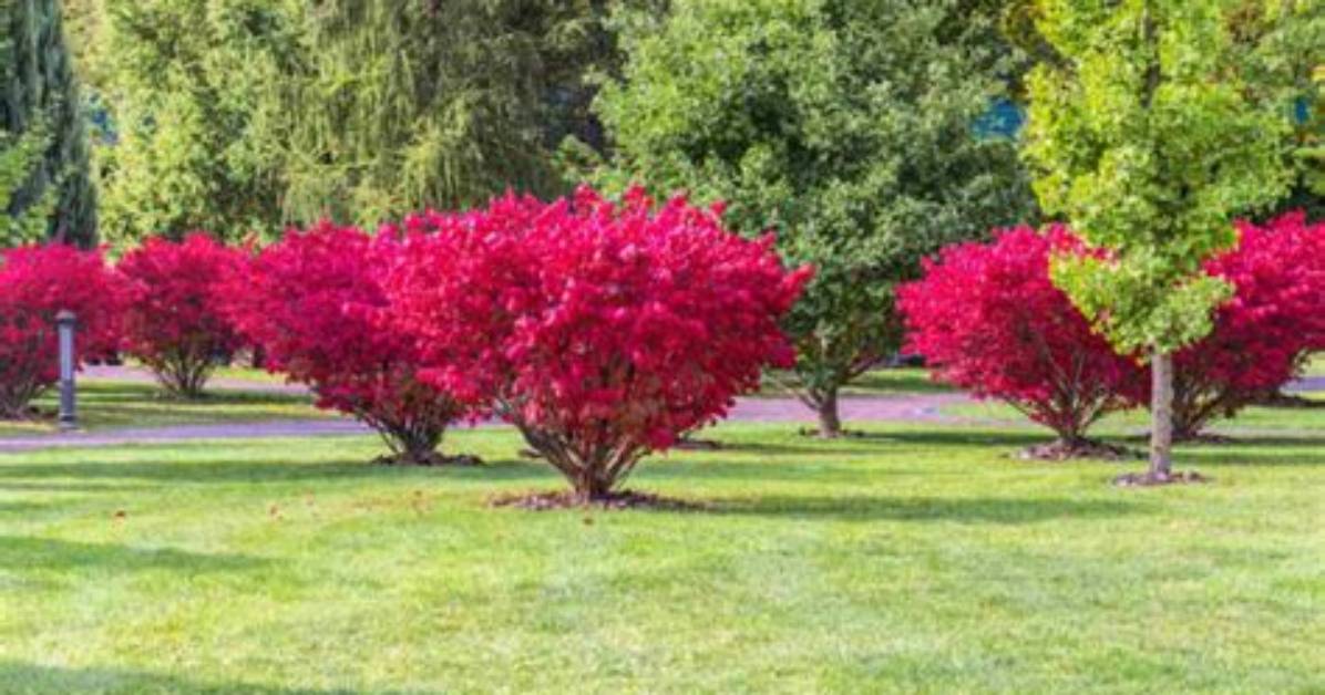 How Big Does Burning Bush Get?