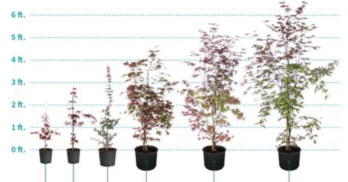 How Big Is a Full Grown Japanese Maple?