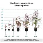How Big Is a Full Grown Japanese Maple?