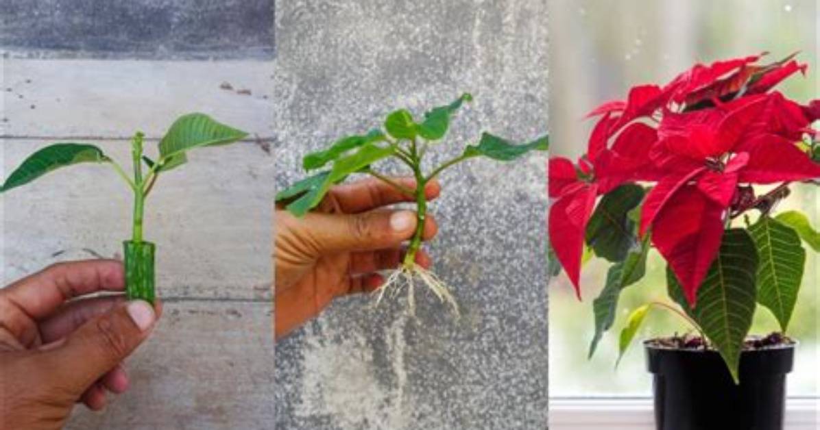 How Can I Get My Poinsettia to Turn Red Again?