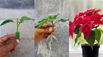 How Can I Get My Poinsettia to Turn Red Again?