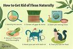 How Can I Get Rid of Fleas in My Yard Without Killing the Grass?