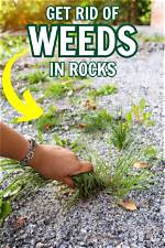 How Can I Get Rid of Weeds Permanently?