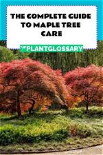 How Can I Improve My Maple Tree Health?