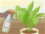 How Can I Protect My Indoor Plants from Insects?