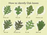 How Can I Tell If My Oak Tree Is Dying?